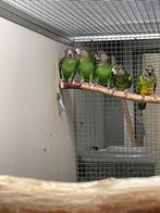 Bruinkop papegaaien ( Cryptocanthus) en Senegal papegaaien, Papegaai, Meerdere dieren, Geringd