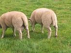 2 ram lammeren (tweeling) geboren einde maart, Mannelijk, Schaap, 0 tot 2 jaar