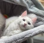 Siberische witte kittens met blauwe ogen te koop, Meerdere dieren, Gechipt, 0 tot 2 jaar