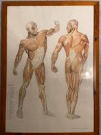affiche anatomique vintage du système musculaire humain., Rectangulaire vertical, Avec cadre, Comme neuf, Enlèvement