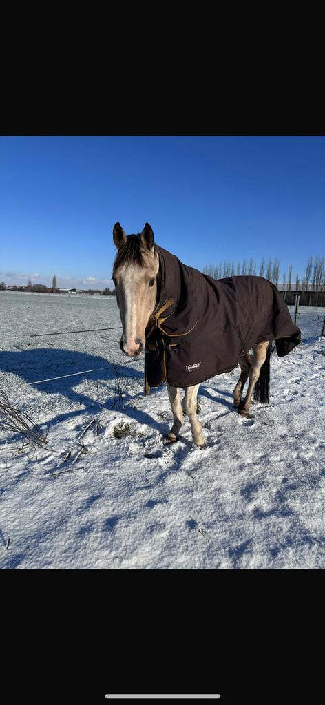 Merrie te koop, Animaux & Accessoires, Chevaux & Poneys | Couvertures & Couvre-reins, Comme neuf, Enlèvement ou Envoi