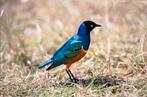 3 kleurige glanspreeuw, Meerdere dieren, Geringd
