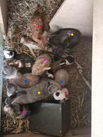 Meerdere konijnen, Dieren en Toebehoren, Konijnen, Meerdere dieren, Hangoor