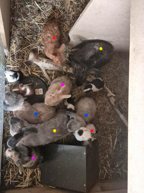 Meerdere konijnen, Dieren en Toebehoren, Konijnen, Meerdere dieren, Hangoor