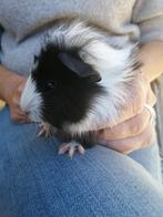 Cavia's te koop., Cavia, Juli, Meerdere dieren, Tam