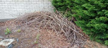 Gratis hout af te halen in Kortrijk  beschikbaar voor biedingen