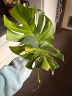 Monstera aurea yellow marilyn - large form, Ophalen of Verzenden