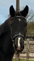 4-jarig dressuurpaard, Dieren en Toebehoren, Merrie, Met stamboom, Dressuurpaard, 3 tot 6 jaar