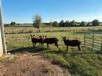 Zwartbles ooi 2 en 3 jaar, Dieren en Toebehoren, Schapen, Geiten en Varkens, Vrouwelijk, Schaap, 3 tot 5 jaar