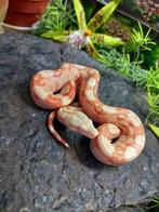 Boa constrictor imperator, Serpent, Domestique, 0 à 2 ans