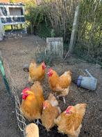 1 orpington buff hen met 1 orpington buff haan, Dieren en Toebehoren, Pluimvee
