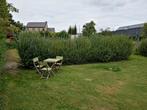 Gratis ligusterhaag, Tuin en Terras, Ophalen, Liguster, Haag