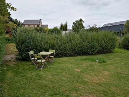Gratis ligusterhaag, Tuin en Terras, Planten | Struiken en Hagen, Haag, Liguster, Ophalen