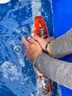 Grote koi 55cm, Dieren en Toebehoren, Vissen | Vijvervissen, Karper of Koi