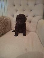 Choco Maltipoo puppies, Dieren en Toebehoren, België, Fokker | Hobbymatig, Overige rassen, CDV (hondenziekte)