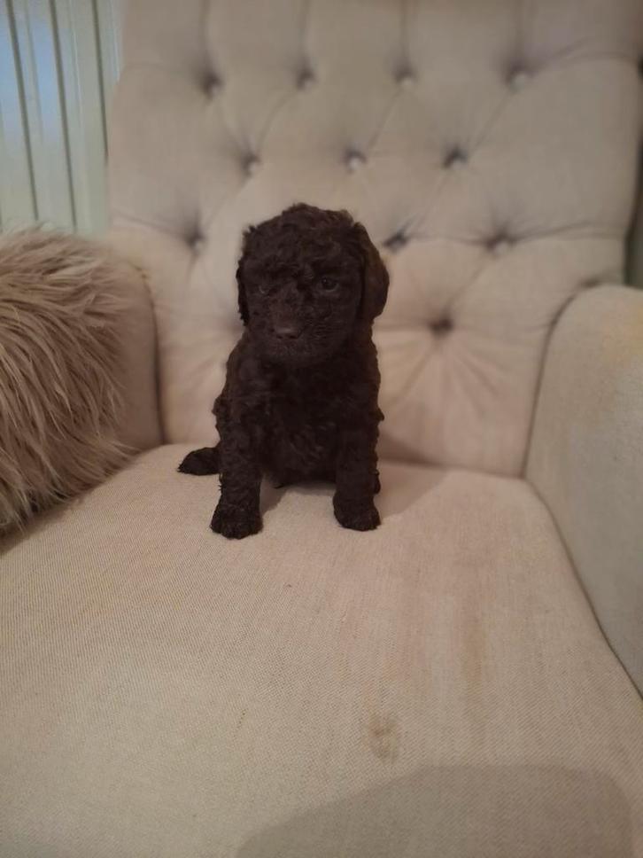 Choco Maltipoo puppies, Dieren en Toebehoren, Honden | Chihuahua's en Gezelschapshonden, Meerdere dieren, Overige rassen, Fokker | Hobbymatig