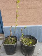 krulwilg in pot, Tuin en Terras, Ophalen, In pot