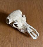 Dierenschedel aquarium, Dieren en Toebehoren, Ophalen of Verzenden, Gebruikt, Sierelement