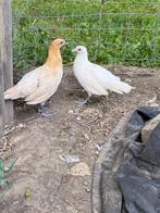Brakels, Dieren en Toebehoren, Pluimvee, Meerdere dieren, Kip