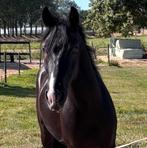 Opzoek naar je droompaard , bekijk dit maar is!, Dieren en Toebehoren, Paarden, Gechipt, Zadelmak, 3 tot 6 jaar, Meerdere dieren