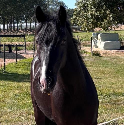 Opzoek naar je droompaard , bekijk dit maar is!, Dieren en Toebehoren, Paarden, Meerdere dieren, Zadelmak, 3 tot 6 jaar, Recreatiepaard