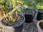 Bamboe planten in pot, Jardin & Terrasse, Plantes | Jardin, Enlèvement ou Envoi