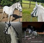 Te koop ~ merrie, L, 7 tot 10 jaar, 160 tot 165 cm, Recreatiepaard