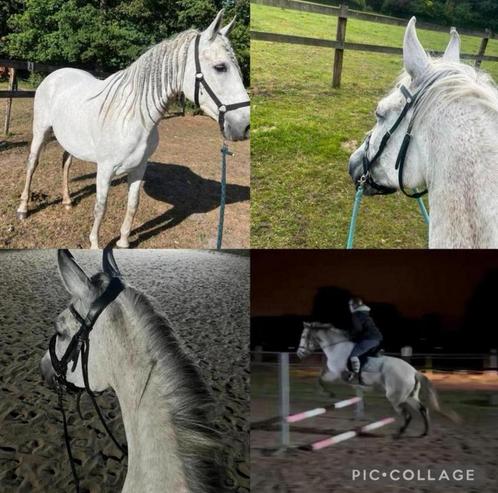 Te koop ~ merrie, Dieren en Toebehoren, Paarden, Merrie, L, 160 tot 165 cm, 7 tot 10 jaar, Recreatiepaard, Gechipt, Ontwormd, Ingeënt