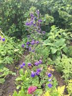 Akeleiplanten vaste plant, kan nu verplant worden, Tuin en Terras, Planten | Tuinplanten, Ophalen of Verzenden, Vaste plant