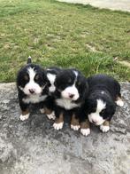 Berner Sennen pups (enkel teefjes) te koop, Dieren en Toebehoren, Honden | Herdershonden en Veedrijvers, CDV (hondenziekte), Meerdere