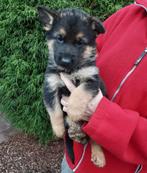 Zalige Duitse Herder pups bij ons thuis op de boerderij, Dieren en Toebehoren, Honden | Herdershonden en Veedrijvers, België, Fokker | Hobbymatig