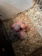 Nieuwe baby nesten voor handtam agaporniden/dwergpqpegaaien, Domestique, Perroquet nain ou Inséparable, Sexe inconnu