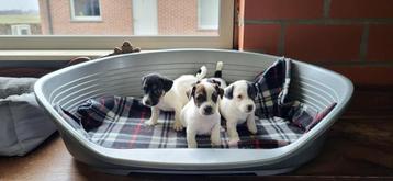 Jack Russel pups beschikbaar voor biedingen