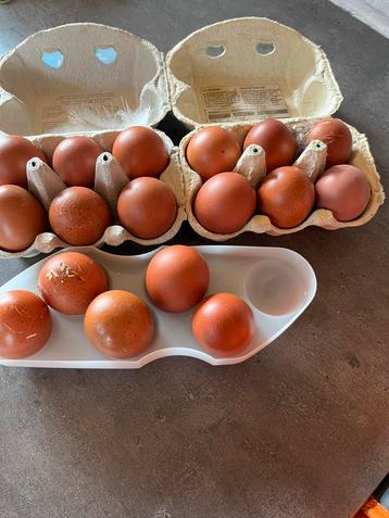 Laatste marans broedeieren!!, Dieren en Toebehoren, Pluimvee, Geslacht onbekend, Kip