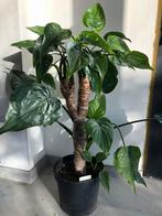 Alocasia Cucculata 70cm hoogte, Ophalen