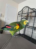 Amazone papegaai handtam met kooi, Dieren en Toebehoren, Vogels | Parkieten en Papegaaien, Papegaai, Tam