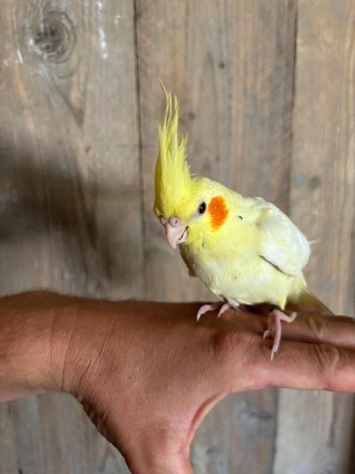 Valkparkiet super tam Duitse kuif, Dieren en Toebehoren, Vogels | Parkieten en Papegaaien, Parkiet, Mannelijk, Tam, Geringd