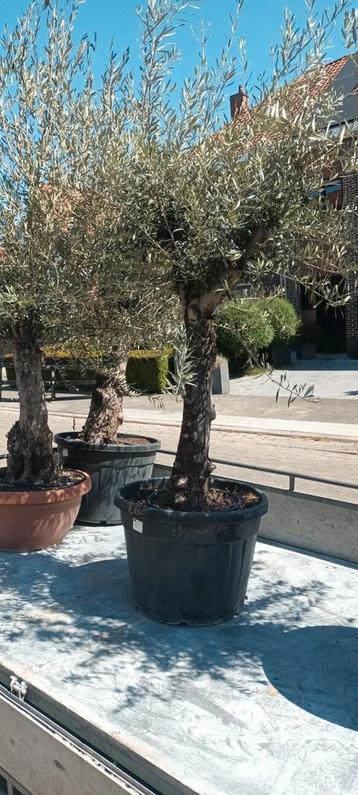 Olijfbomen olea europaea aan stuntprijzen! beschikbaar voor biedingen