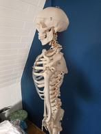 Skelet anatomie, Diversen, Ophalen, Zo goed als nieuw