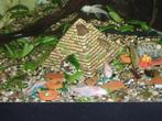 Ancistrus snow white 5€, Dieren en Toebehoren, Vissen | Aquariumvissen