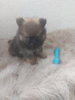 Mooie pomeriaantjes/dwergkeesjes, Dieren en Toebehoren, België, Keeshond, CDV (hondenziekte), 8 tot 15 weken