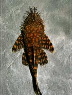 Ancistrus Paraguay, Dieren en Toebehoren