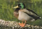 WILDE  EEND, Verzamelen, Postkaarten | Dieren, Verzenden, Ongelopen, Vogel