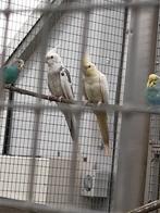 Valkparkieten, Dieren en Toebehoren, Vogels | Parkieten en Papegaaien, Meerdere dieren, Parkiet