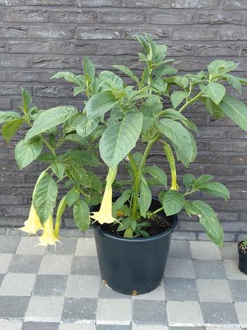 Prachtige Brugmansia met grote gele bloemen in pot. beschikbaar voor biedingen