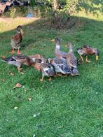 Loopeenden te koop, Dieren en Toebehoren, Pluimvee, Meerdere dieren, Eend