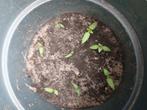 Paprika plantjes €1 per stuk., Tuin en Terras, Ophalen of Verzenden, Bloeit niet, Fruitplanten, Halfschaduw