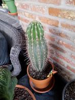 mooie cactus, Huis en Inrichting, Ophalen of Verzenden, Cactus