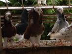 te koop jonge kapucijn duiven, Dieren en Toebehoren, Overige soorten, Meerdere dieren