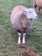 Mooie, sterke ram, Mannelijk, Schaap, 0 tot 2 jaar